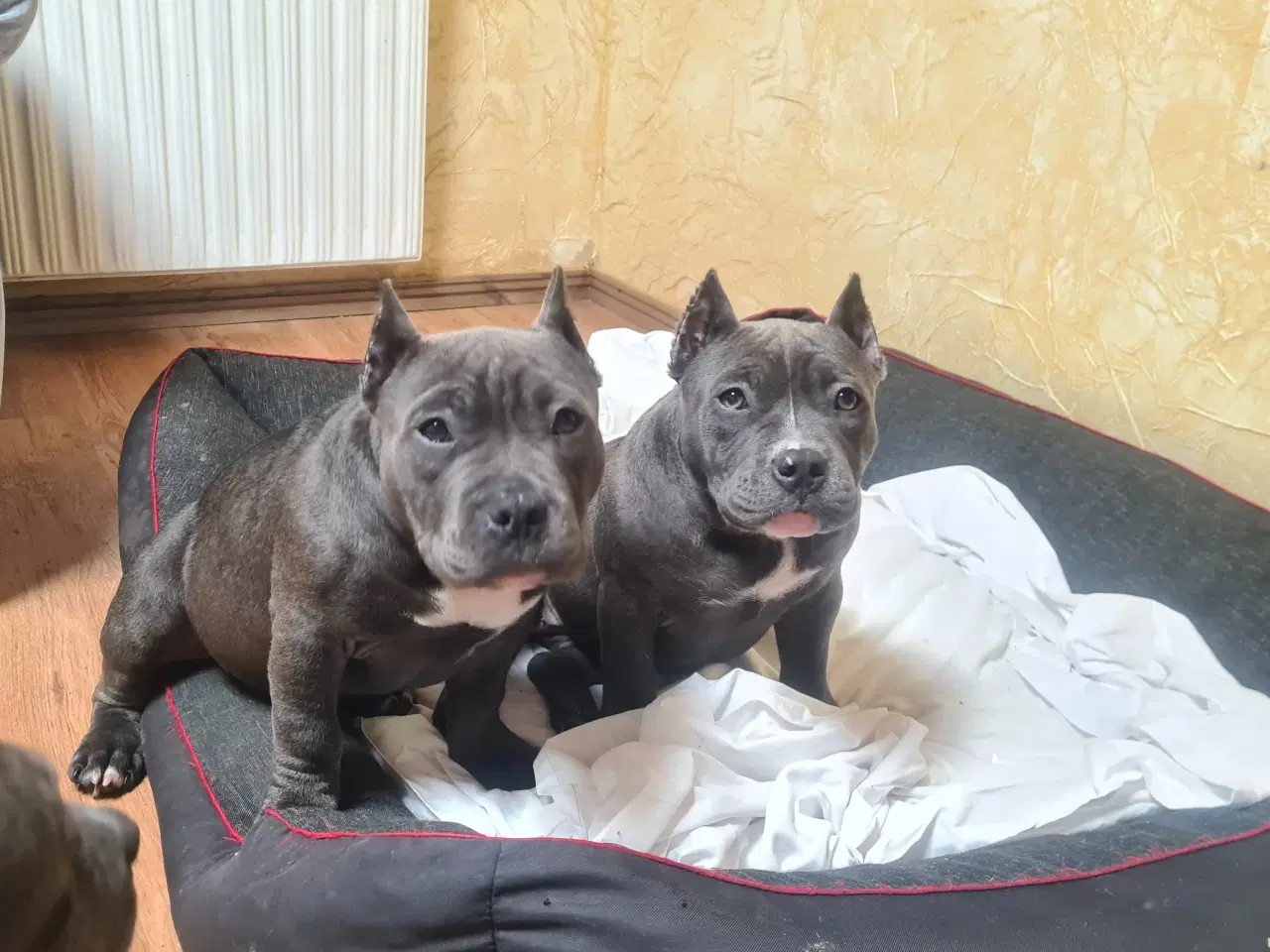 Billede 4 - American Bully Pocket abkc