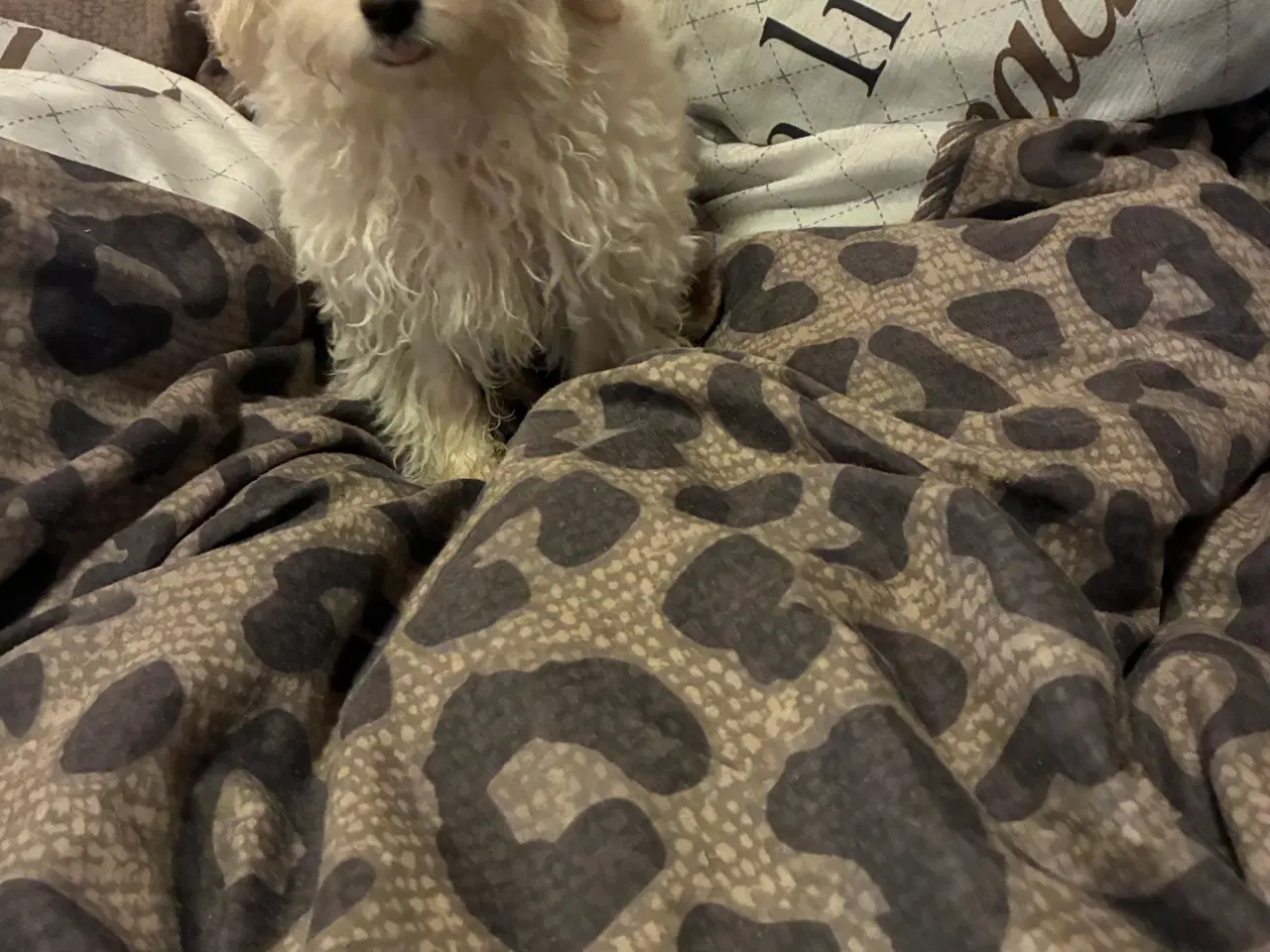 Billede 2 - Puddel blandinger 