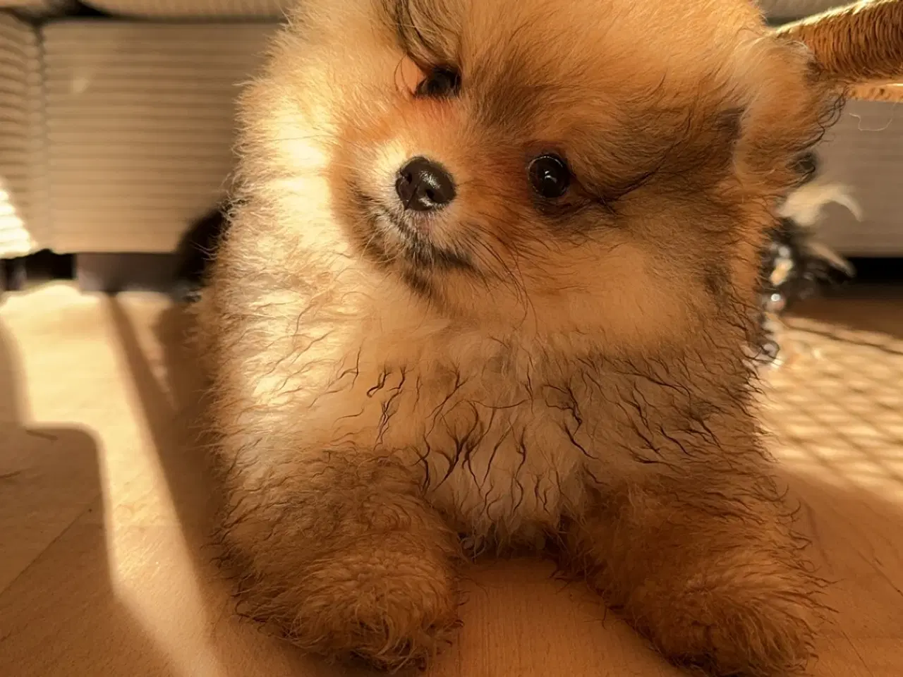 Billede 1 - Pomeranian han. 