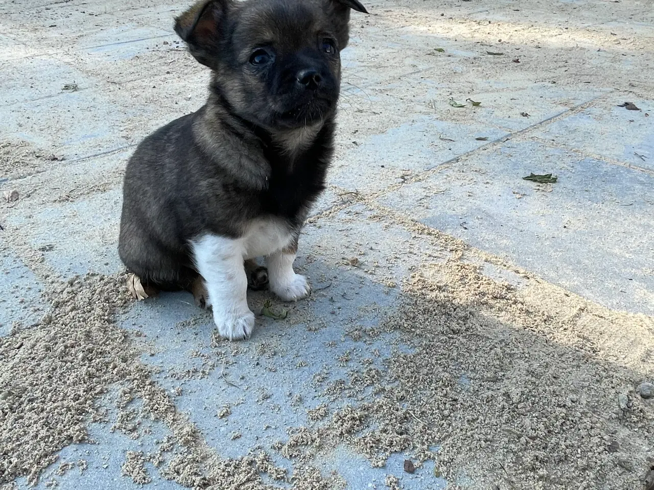 Billede 5 - Chihuahua hvalpe