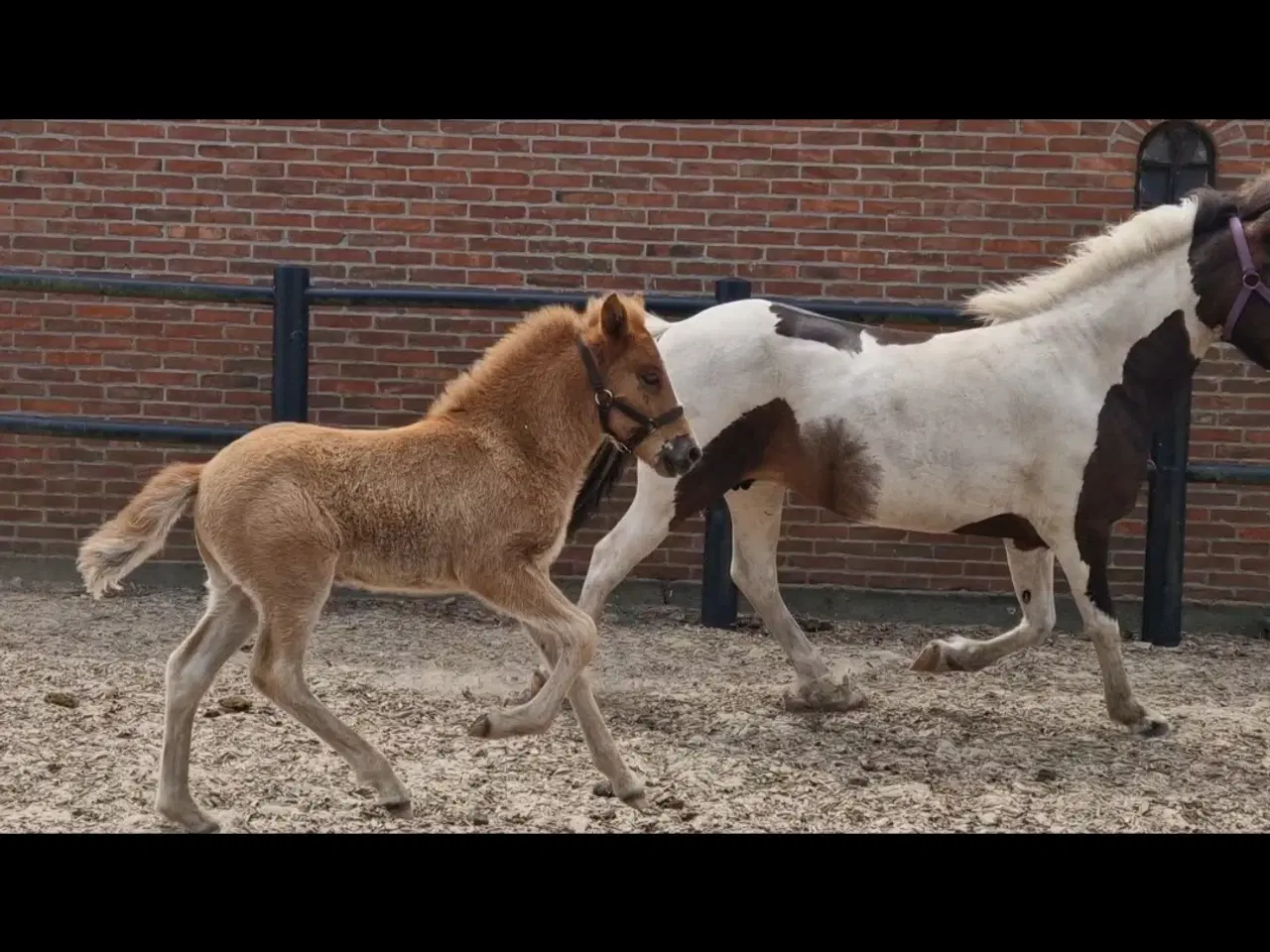 Billede 5 - Smuk islænder hingste føl sælges til spot pris 