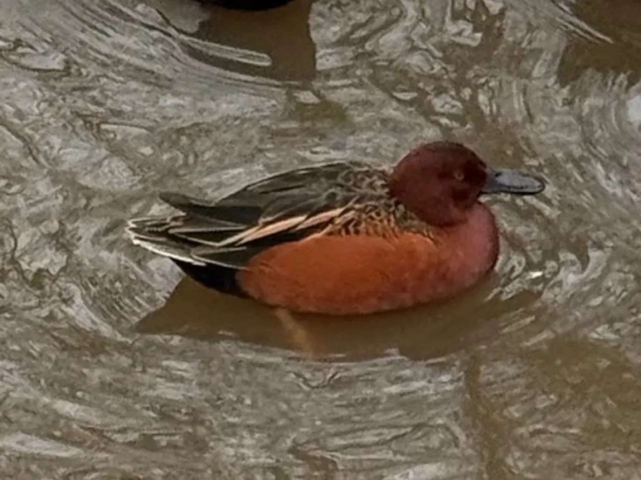 Billede 1 - Kanel Ænder, Avlspar