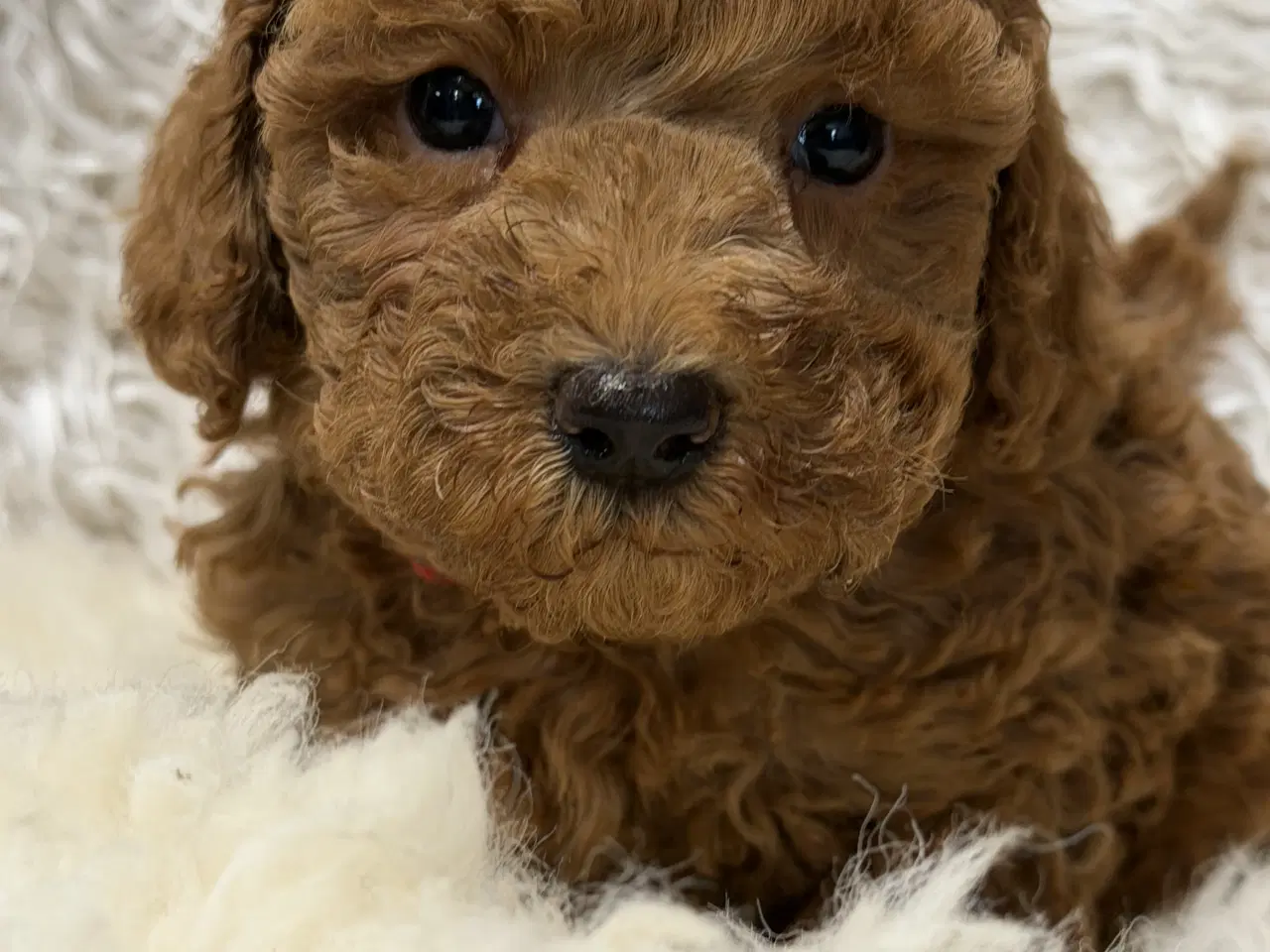 Billede 2 - Skønne Doodldoodle hvalpe 