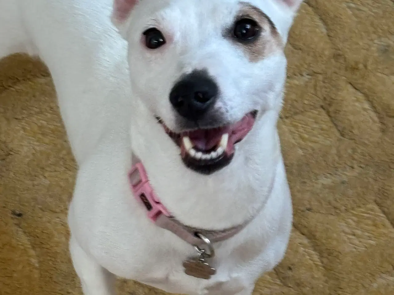Billede 1 - Jack Russell Terrier til Omplacering