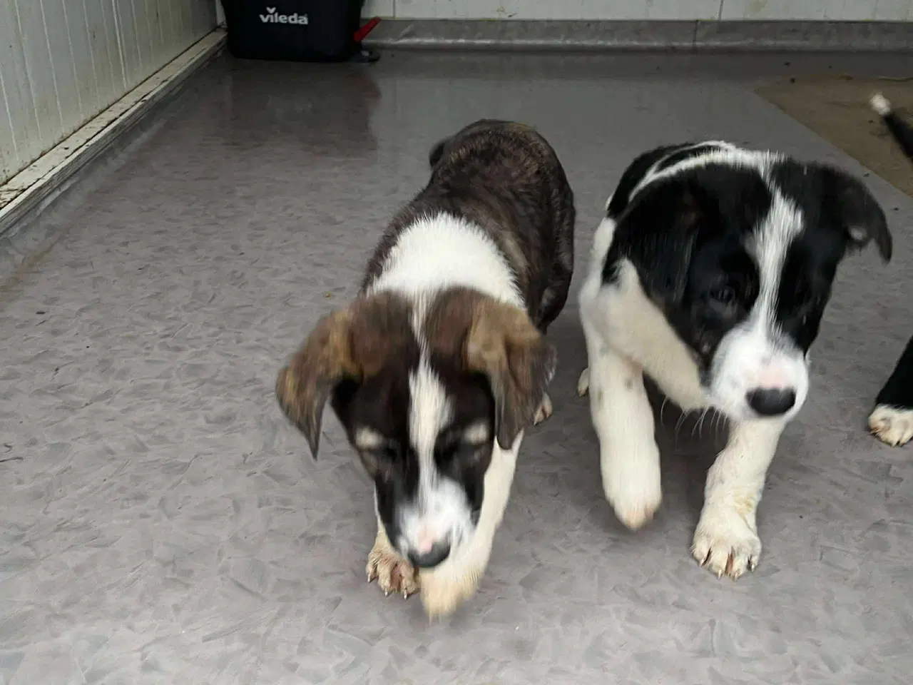 Billede 5 - Lyra søger sit 4 ever hjem 