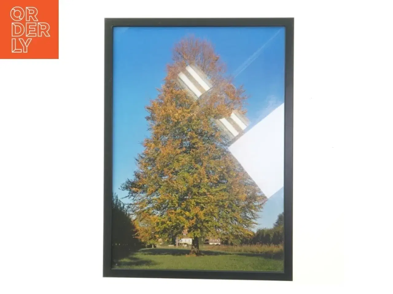 Billede 1 - Plakat med træ i ramme (str. 30x42 cm)