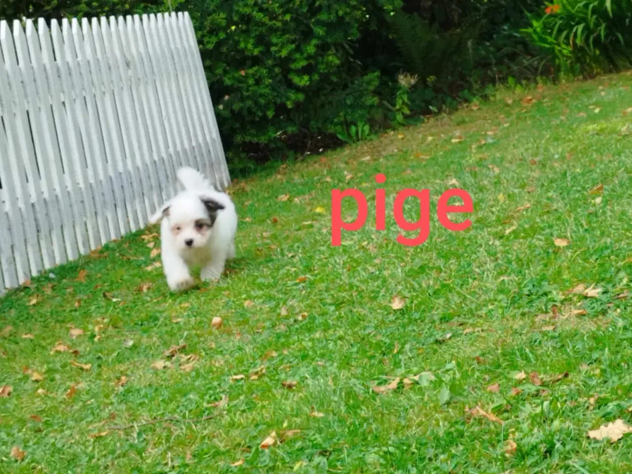 Billede 11 - Coton de tulear