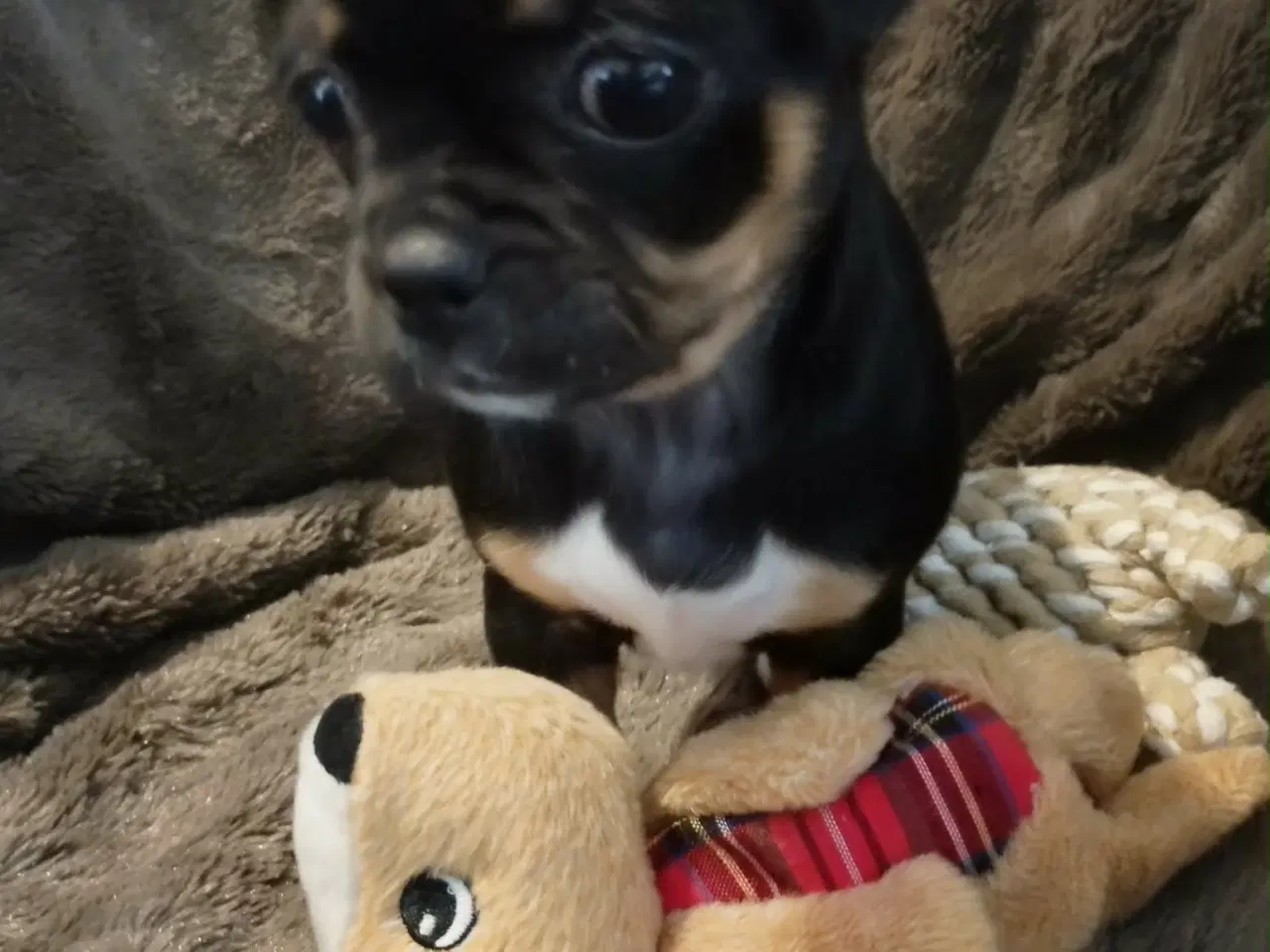 Billede 15 - Skønne 8 ugers små gadekryds