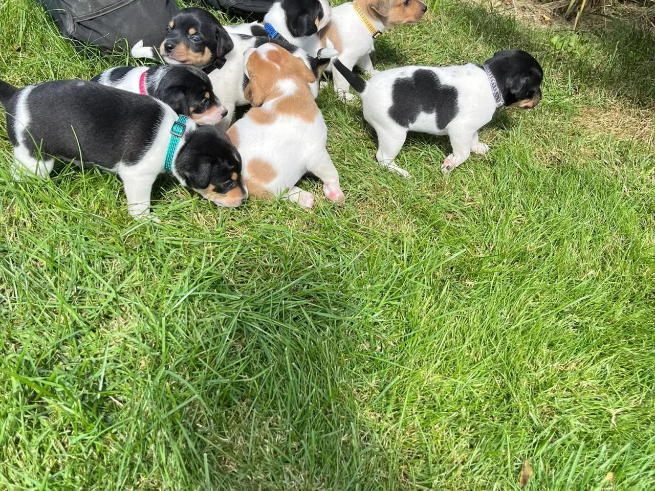 Billede 2 - Dansk Svensk gårdhunde Hvalpe