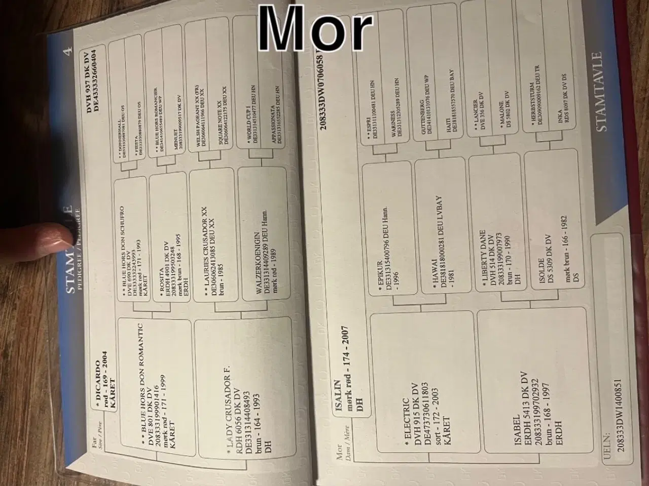 Billede 7 - Føl sælges 