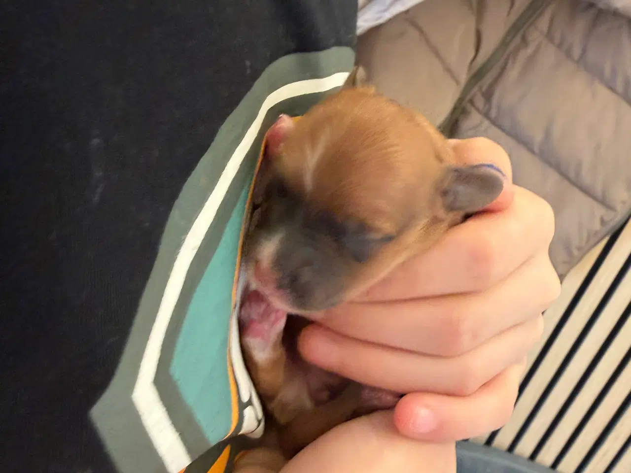 Billede 3 - Bichon havanise 