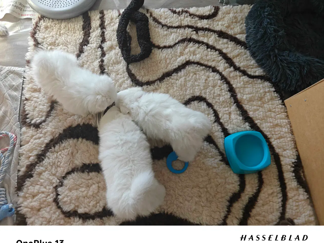 Billede 2 - Japansk spids hvalpe 🥰