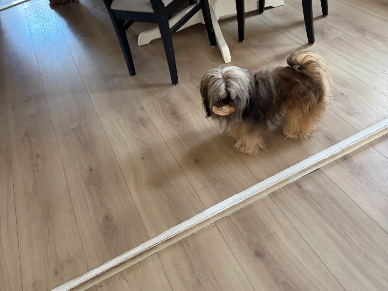 Billede 10 - Lhasa apso han 