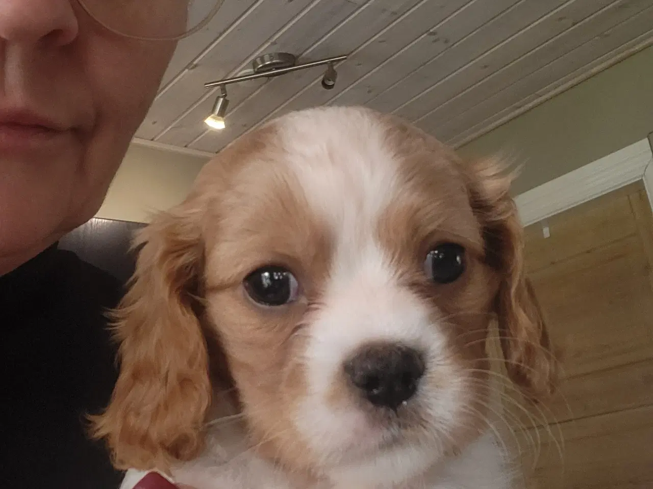 Billede 6 - Cavalier king charles spaniel