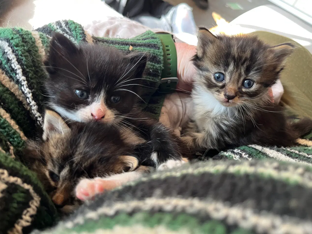 Billede 15 - Han-killing, Maine Coon-blanding 