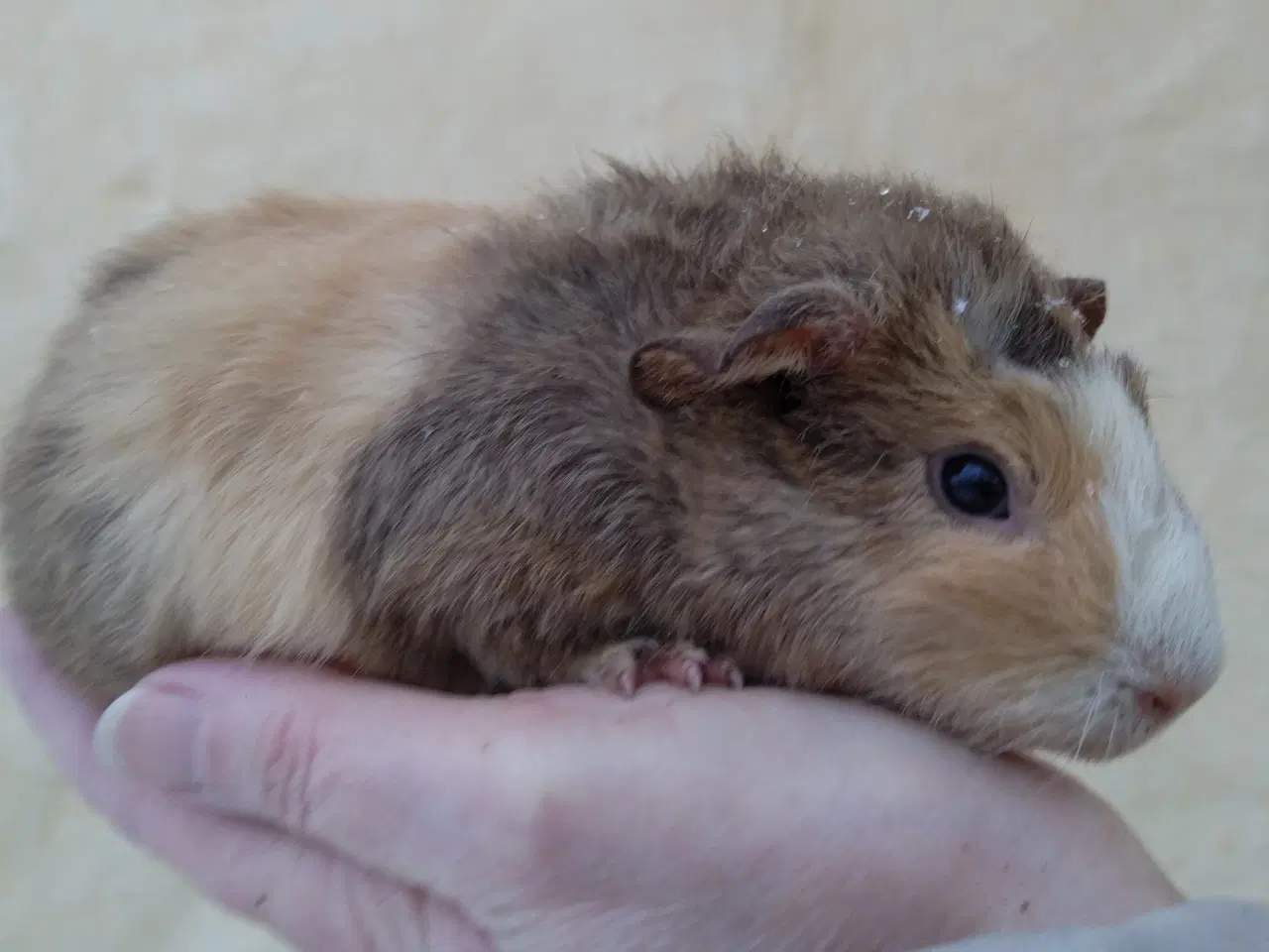 Billede 2 - 2 Teddy unger 10/02