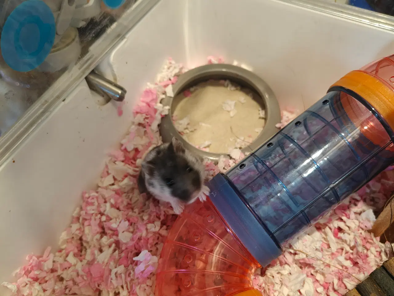Billede 3 - Dværg Hamster