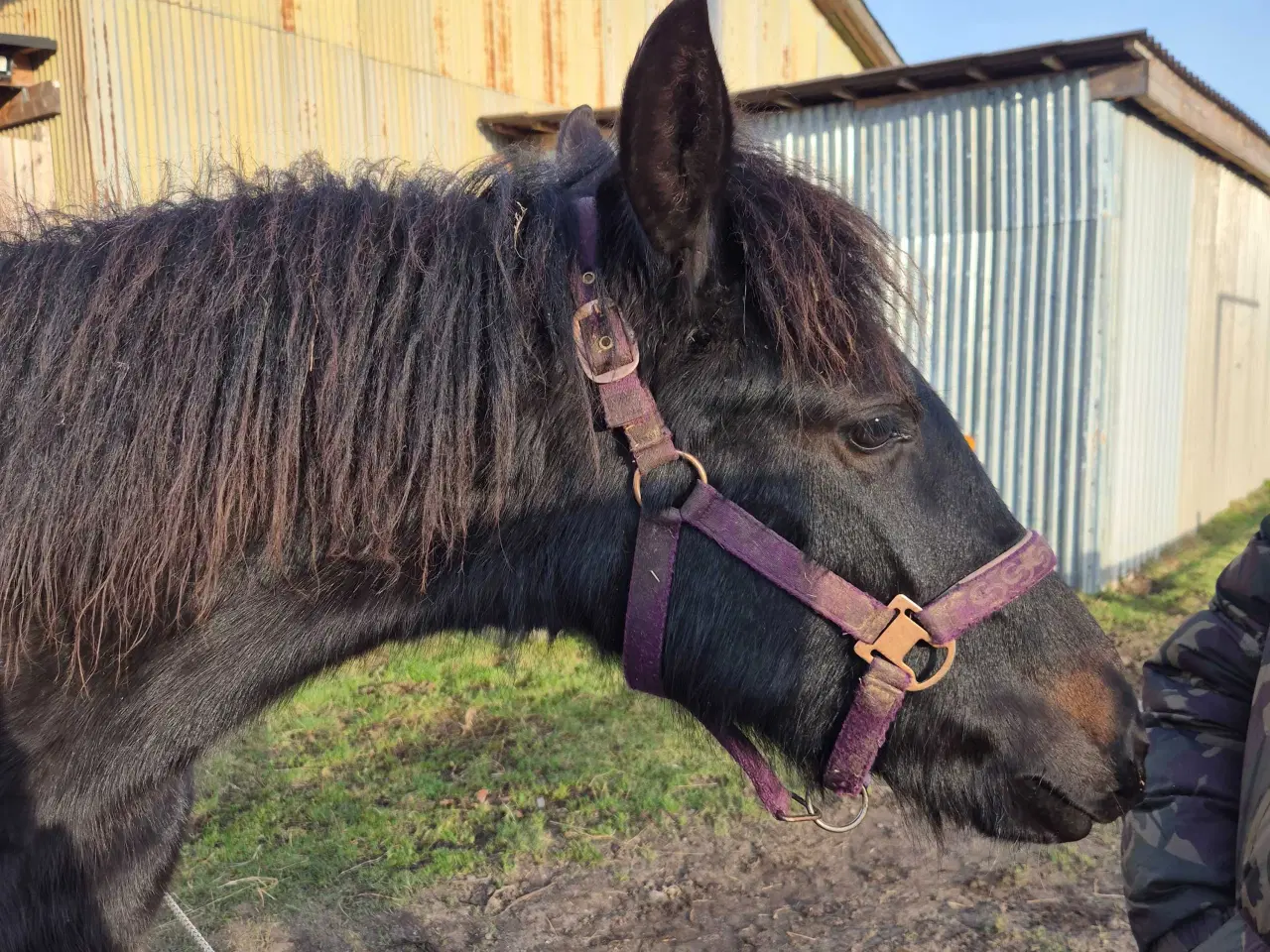 Billede 5 - Friser/spansk blandings hoppeplag
