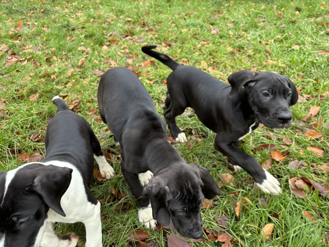 Billede 14 - Grand Danois hvalpe