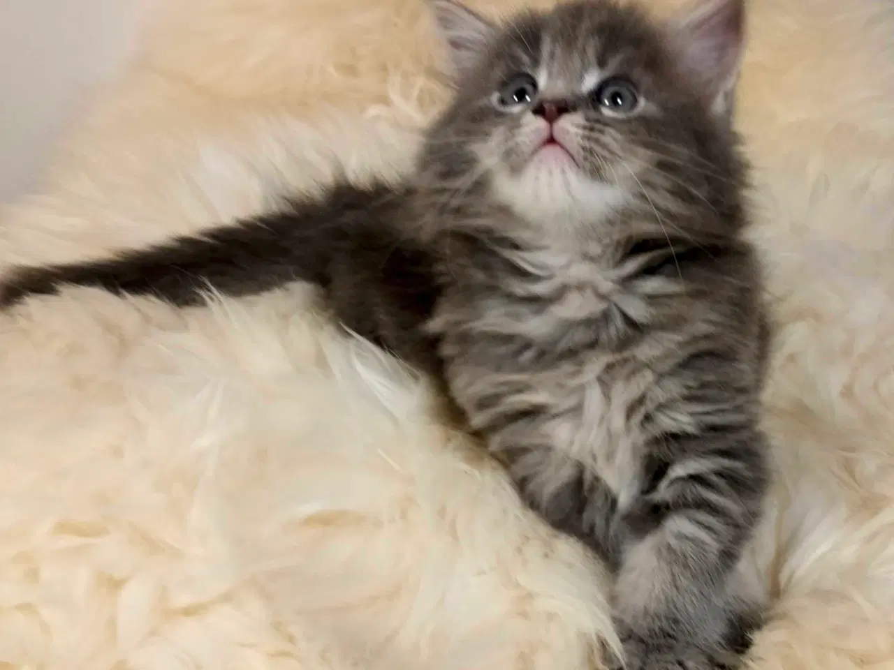 Billede 4 - Maine coon hun killing uden stamtavle