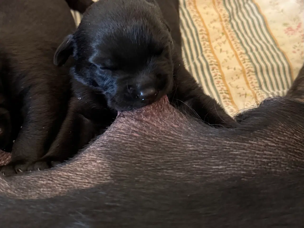 Billede 8 - Rottweiler / Labrador hvalpe