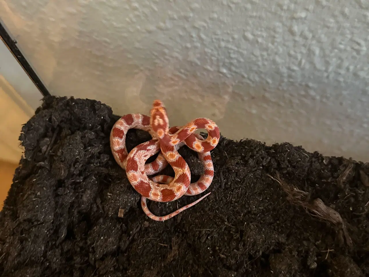 Billede 12 - Spritnyt Kornsnog-setup (Nypris 5000,-)