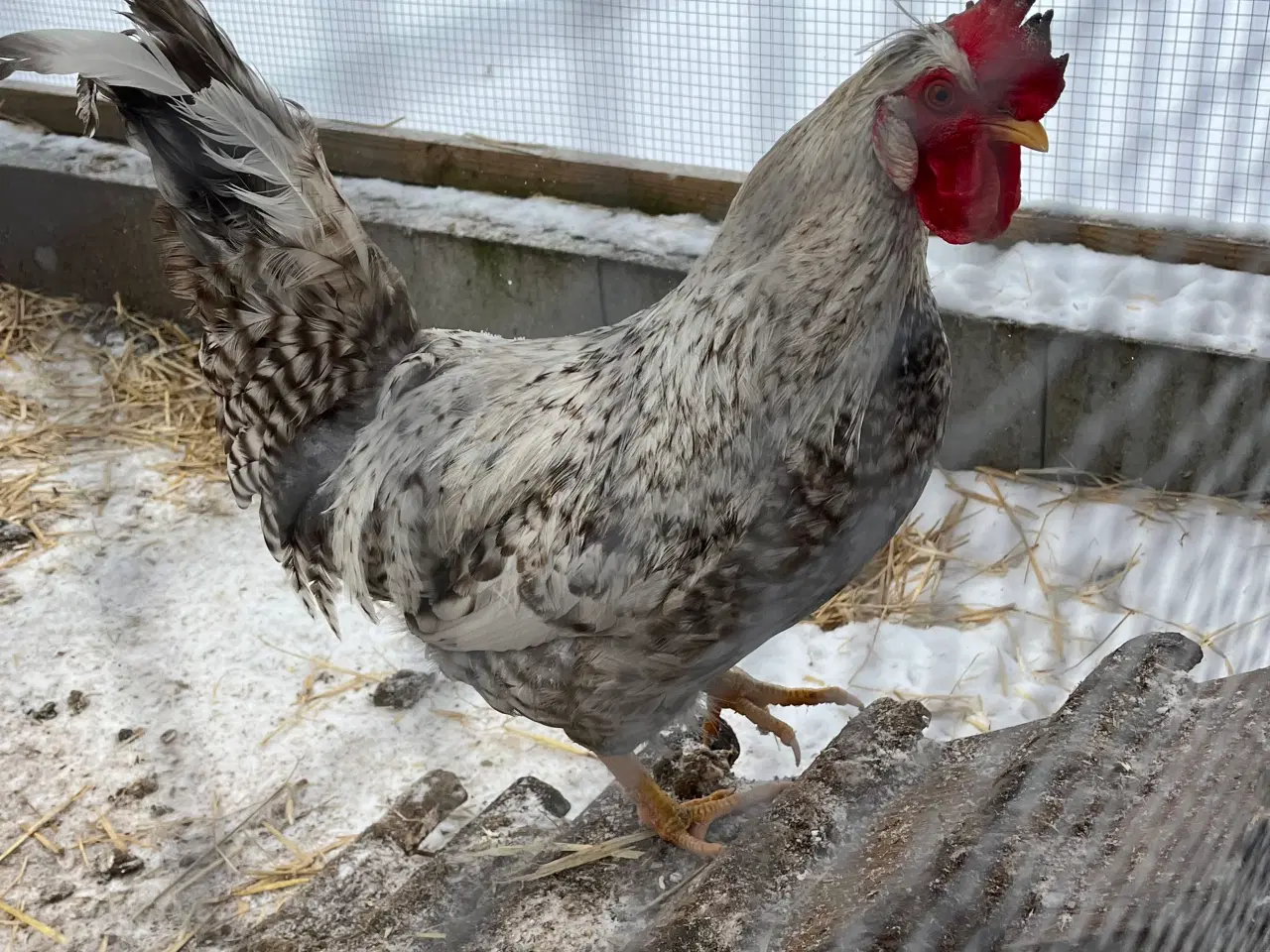 Billede 3 - Rugeæg fra Kobber maran høne og cream legbar hane