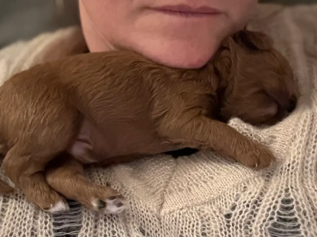 Billede 4 - Shihpoo hvalpe