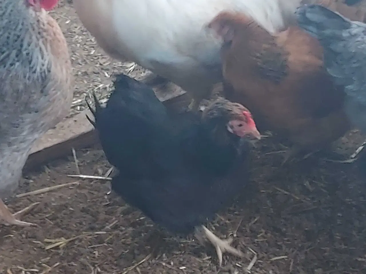 Billede 2 - Dværg og silkehøns