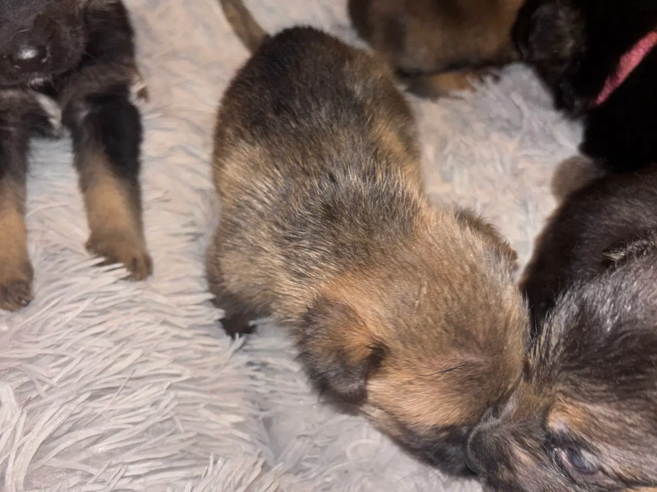 Billede 2 -  🐾 Schæfer/rottweiler hvalpe