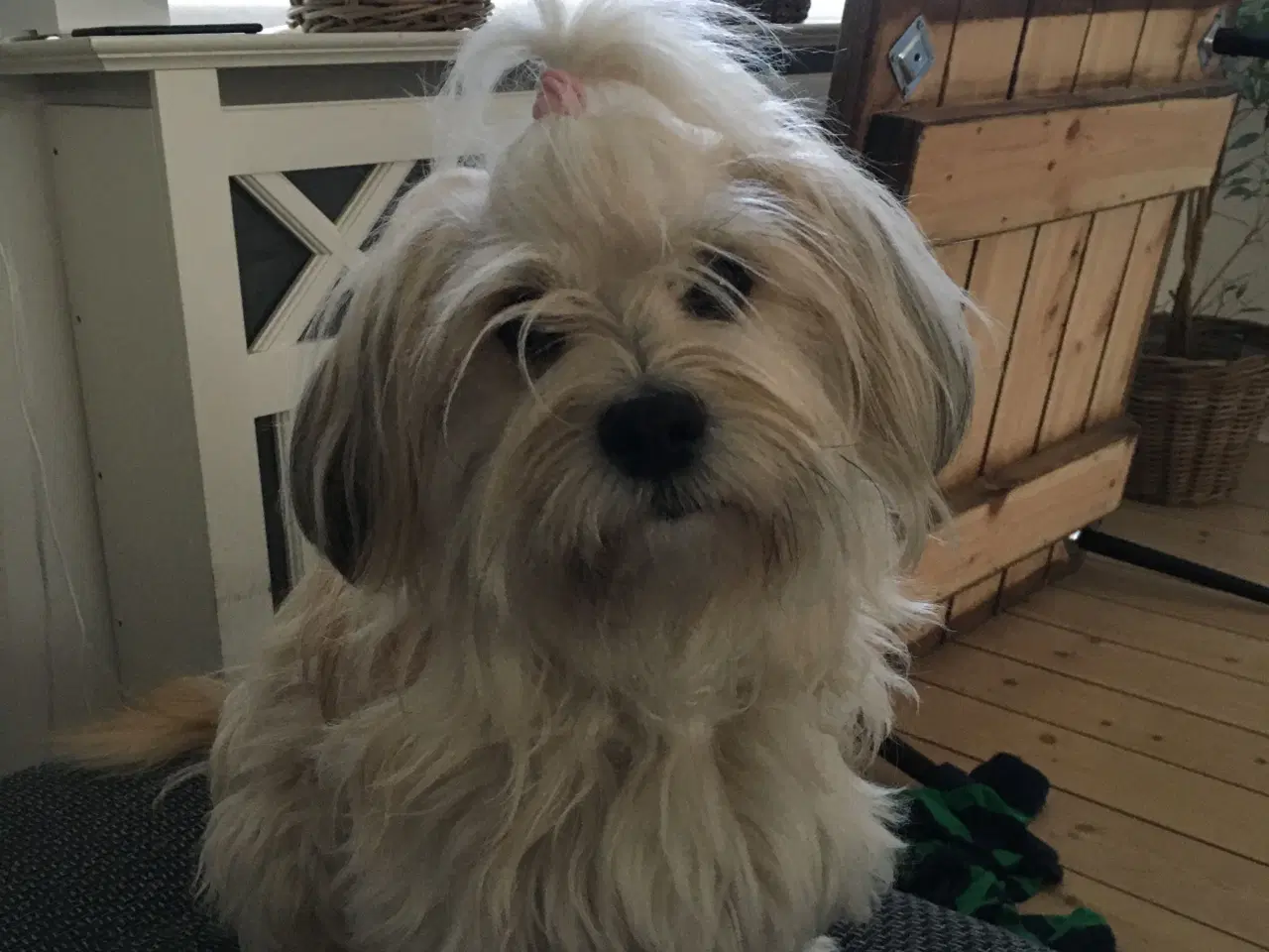 Billede 4 - Bichon havanais hvalpe 