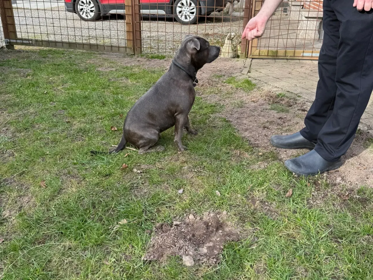 Billede 3 - DKK Staffordshire B Terrier Han søges til parring 