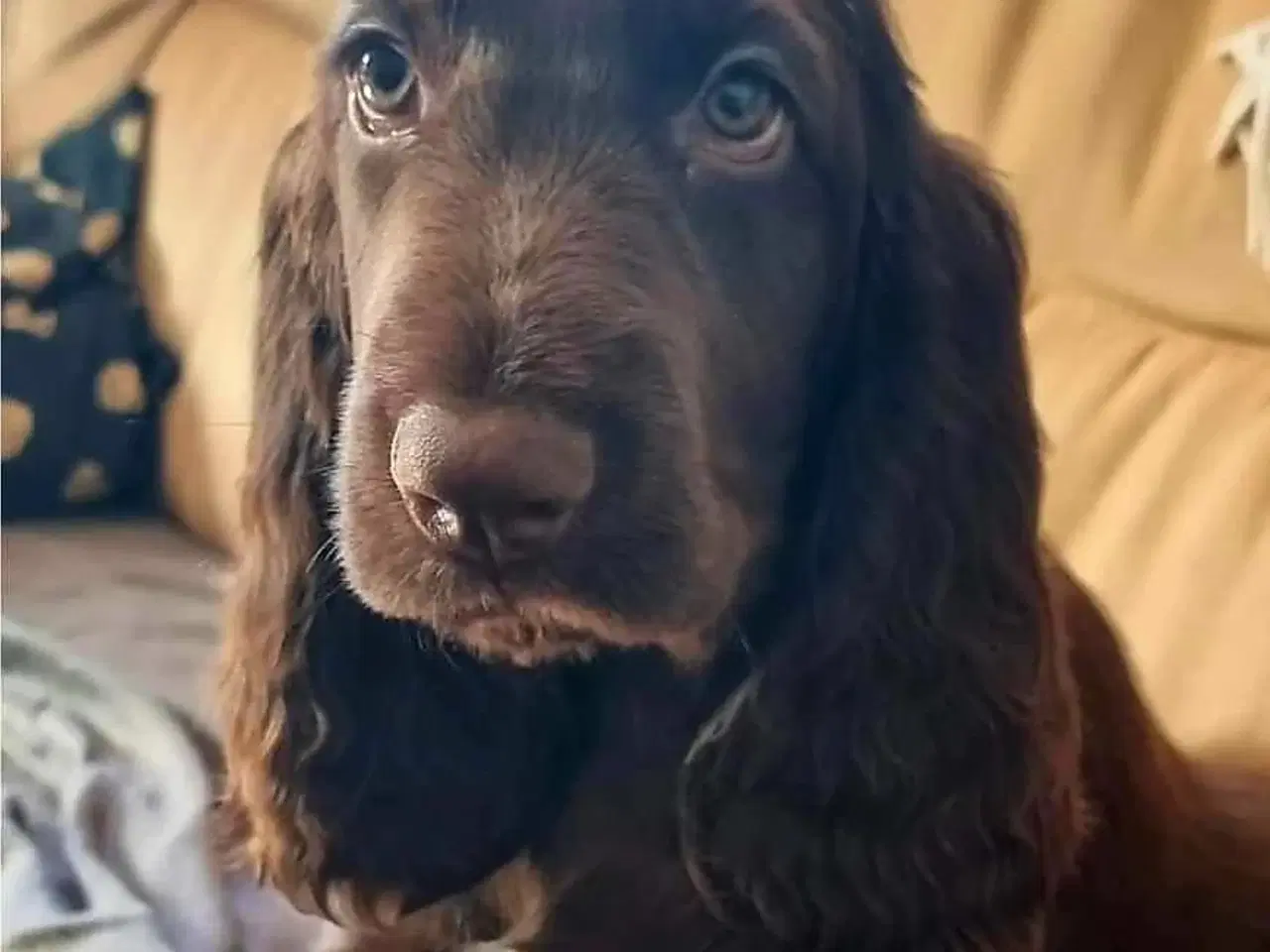 Billede 3 - Field Spaniel hvalpe