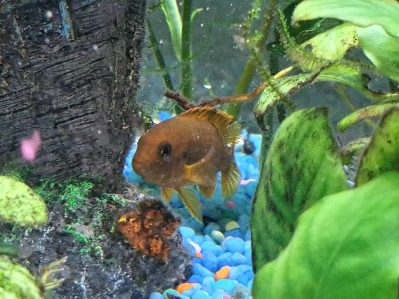 Billede 4 - Orange brunlig variant