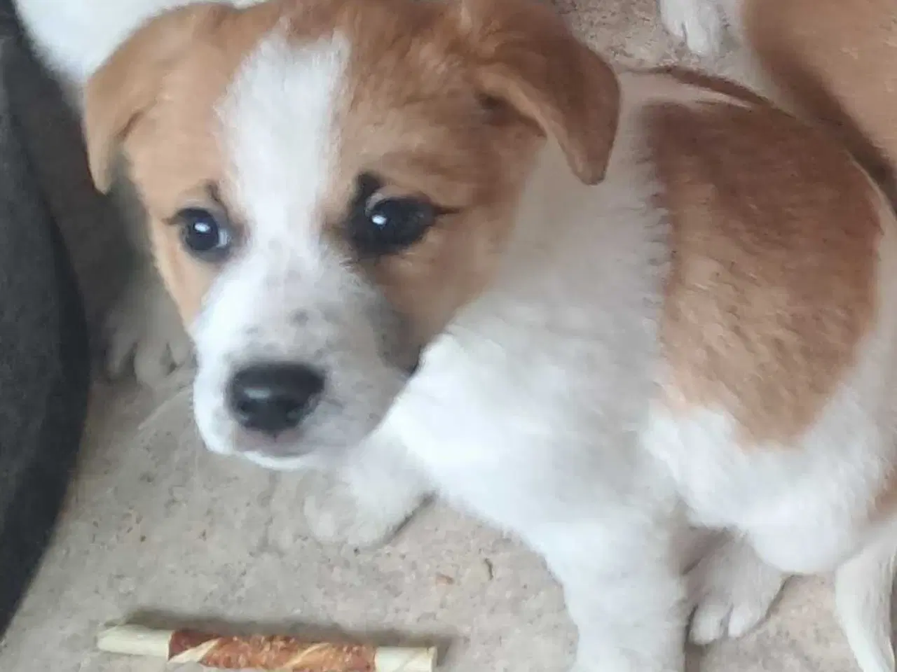 Billede 4 - Nydelig dansk svensk gårdhund/dansk spids blanding