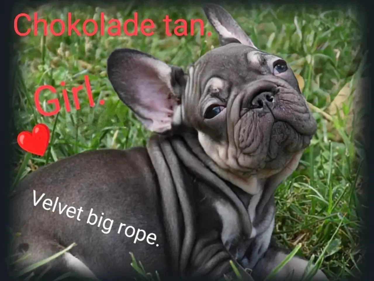 Billede 5 - Fransk bulldog 