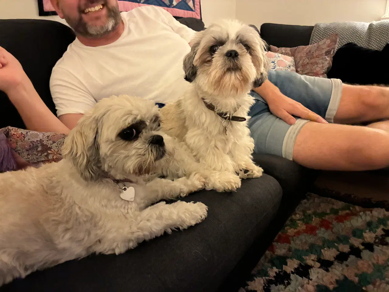 Billede 2 - Shih Tzu hvalpe