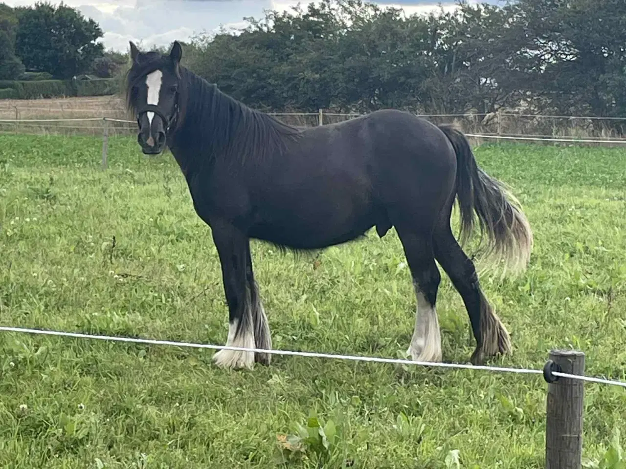 Billede 7 - Hest plag Irish Cop