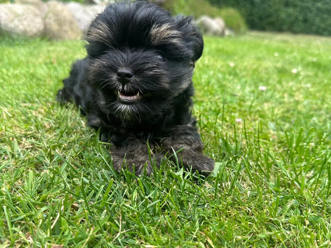 Billede 9 - Yorkshire terrier mini 