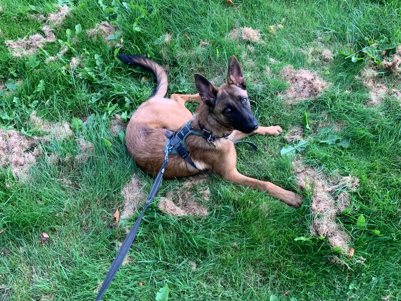 Billede 6 - Malinois til salg