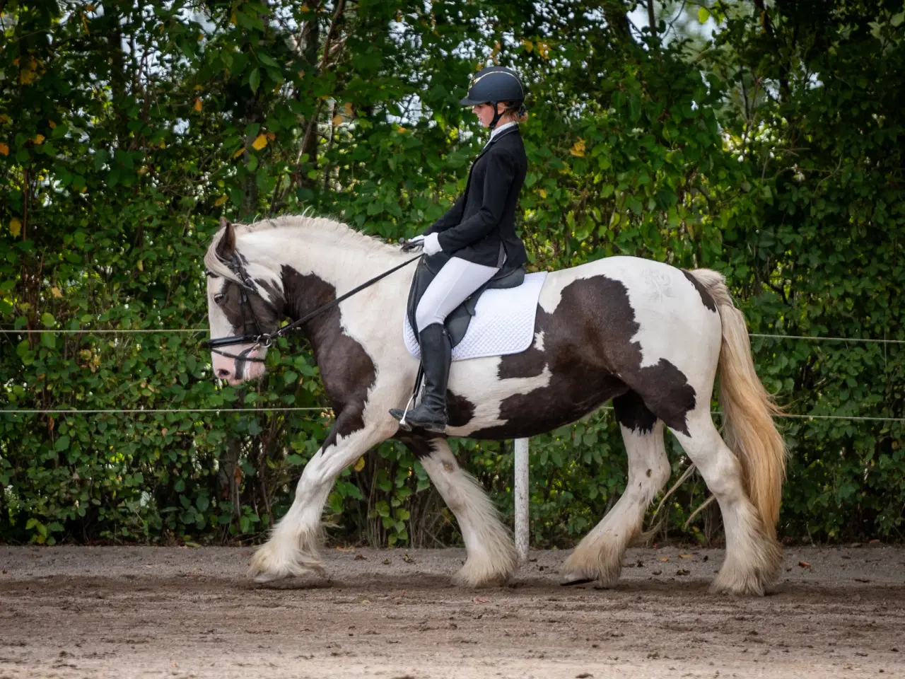 Billede 6 - Smuk tinker hoppe på 9 år