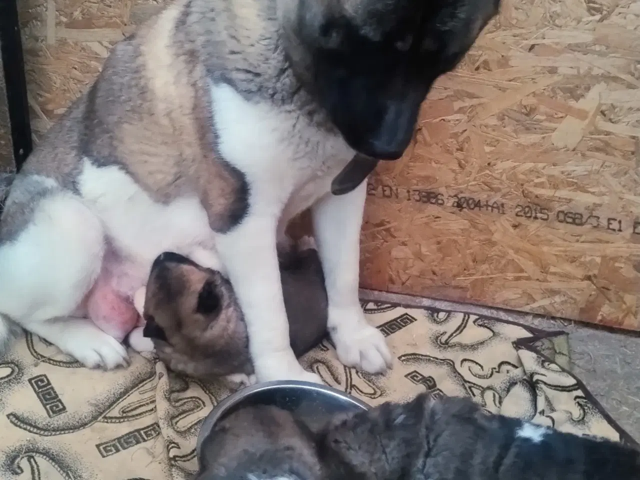 Billede 1 - Hundehvalpe American Akita 