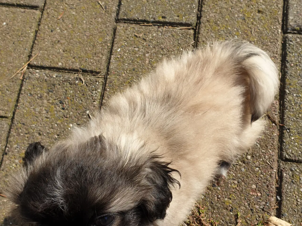 Billede 4 - Pekingeser hvalpe/unghunde.