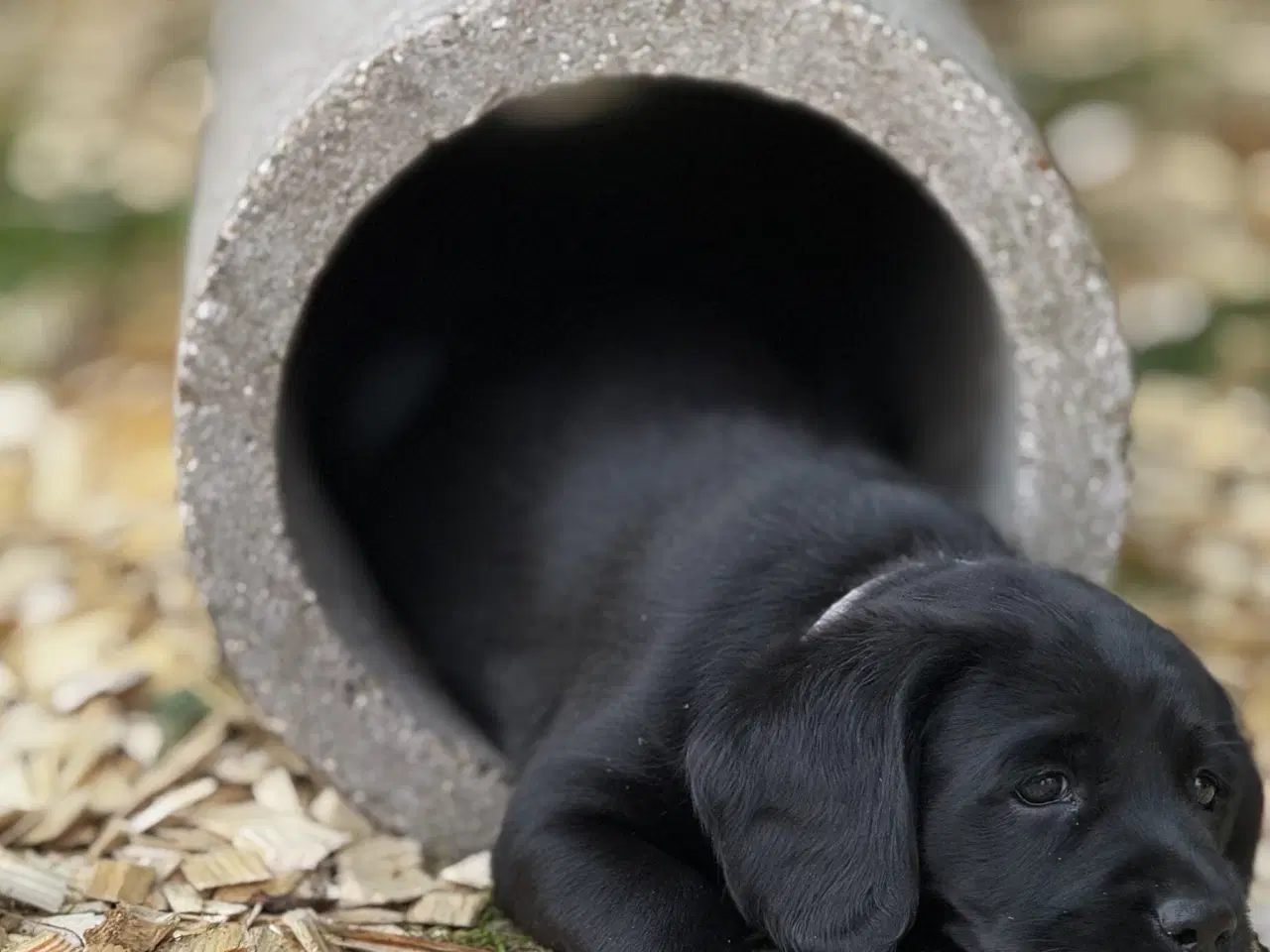 Billede 6 - Amerikanske Cockerdor hvalpe