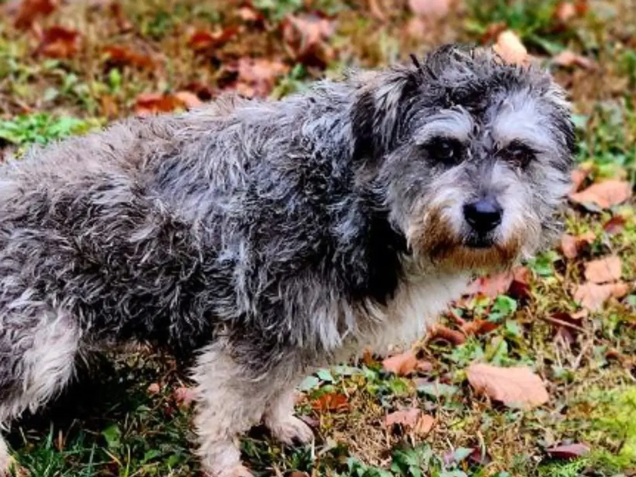 Billede 3 - Søde Sury