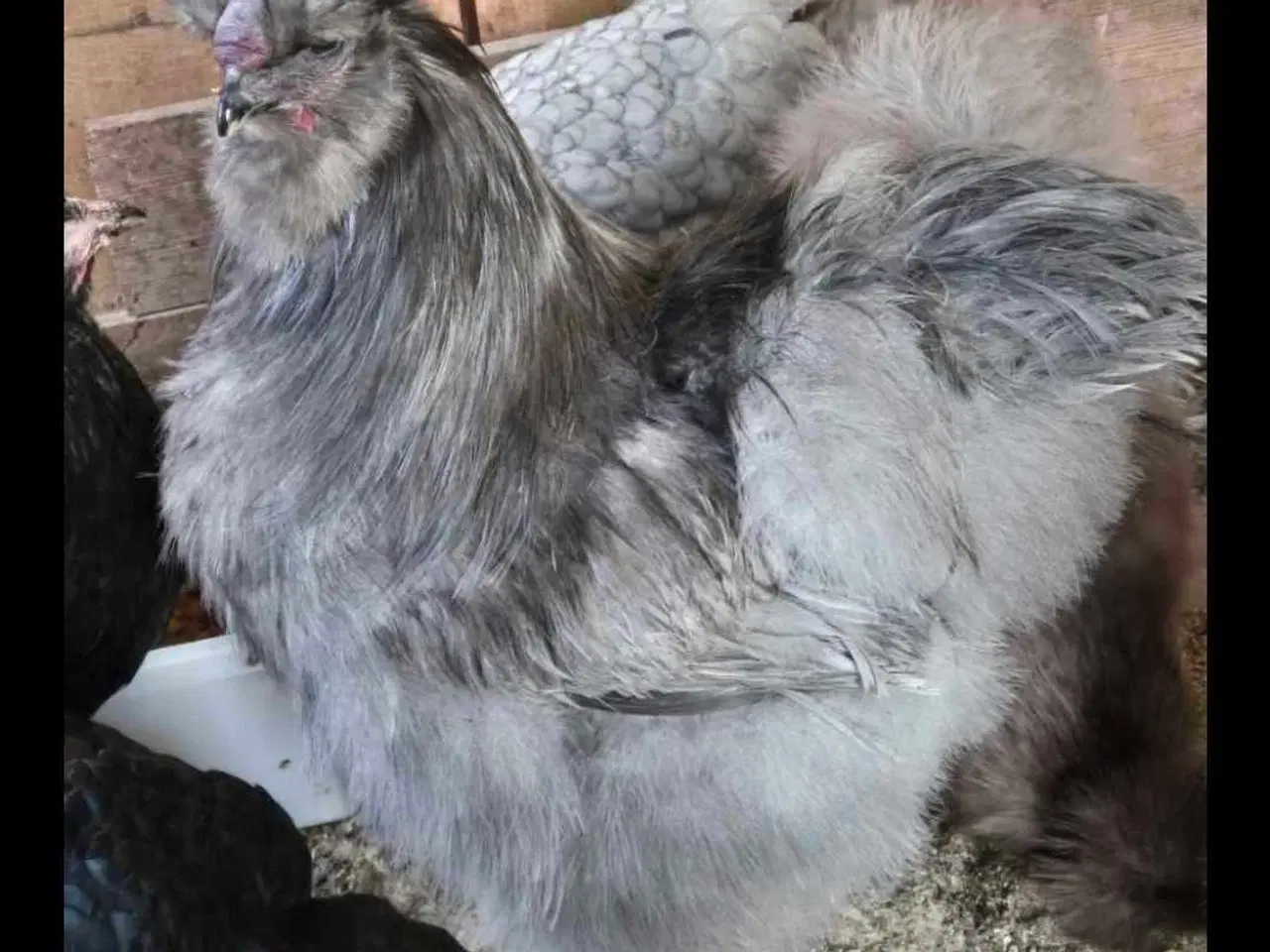 Billede 5 - Kyllinger silkehøns 