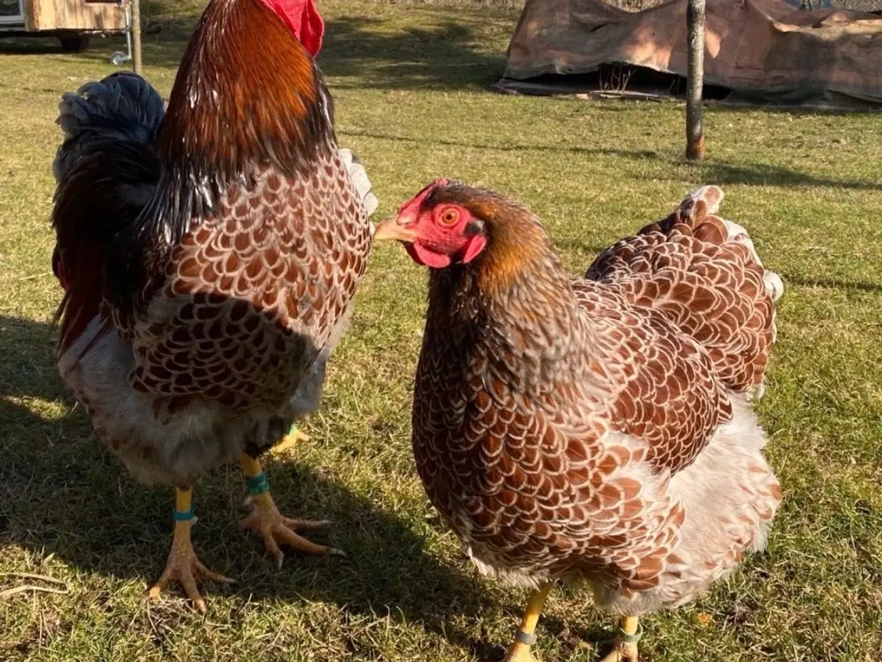 Billede 1 - Wyandotter str xl 