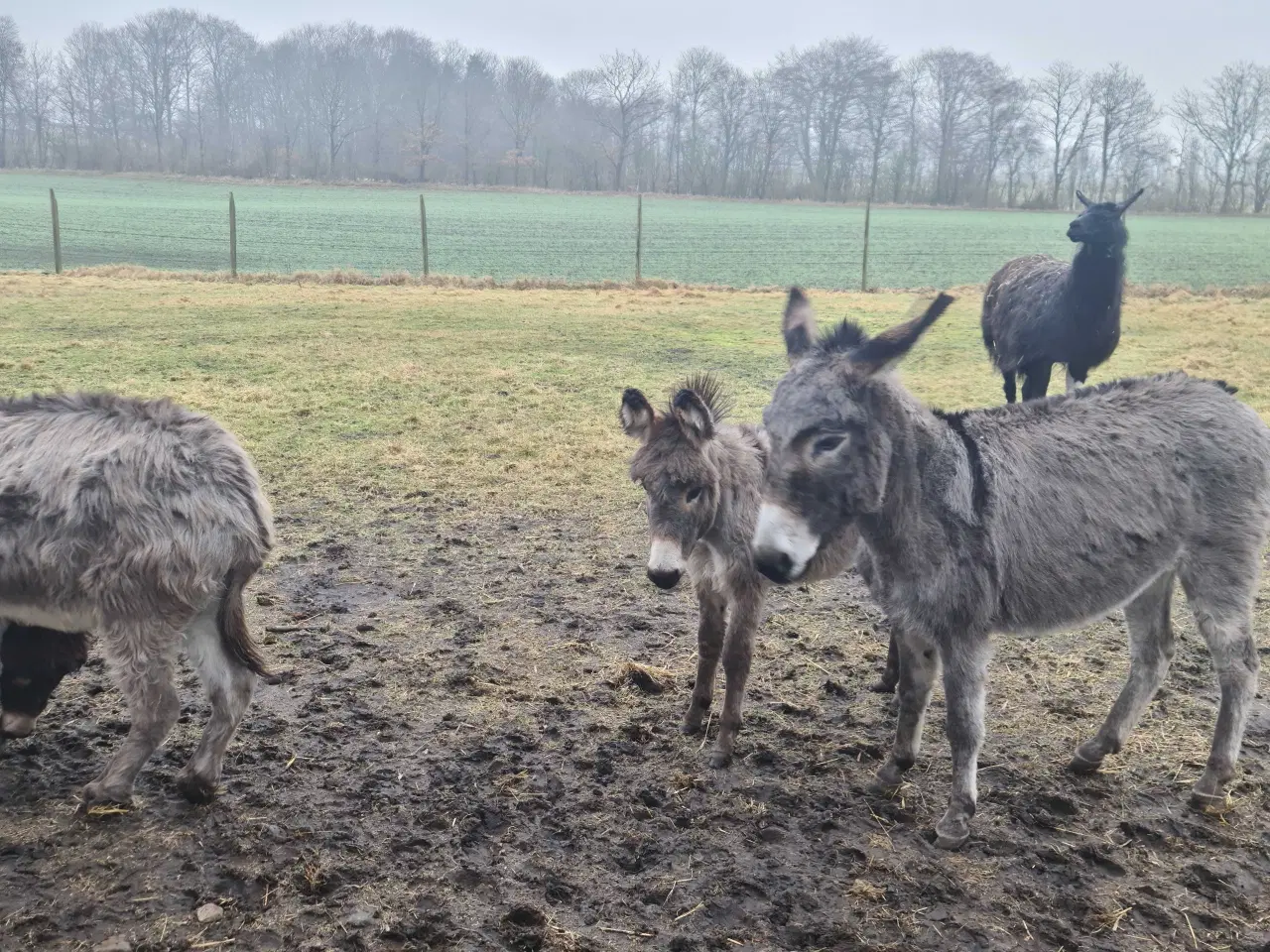 Billede 1 -  2 Æsel føl