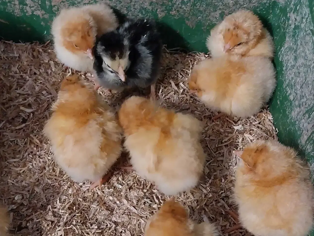 Billede 6 - Kyllinger søger nyt hjem 