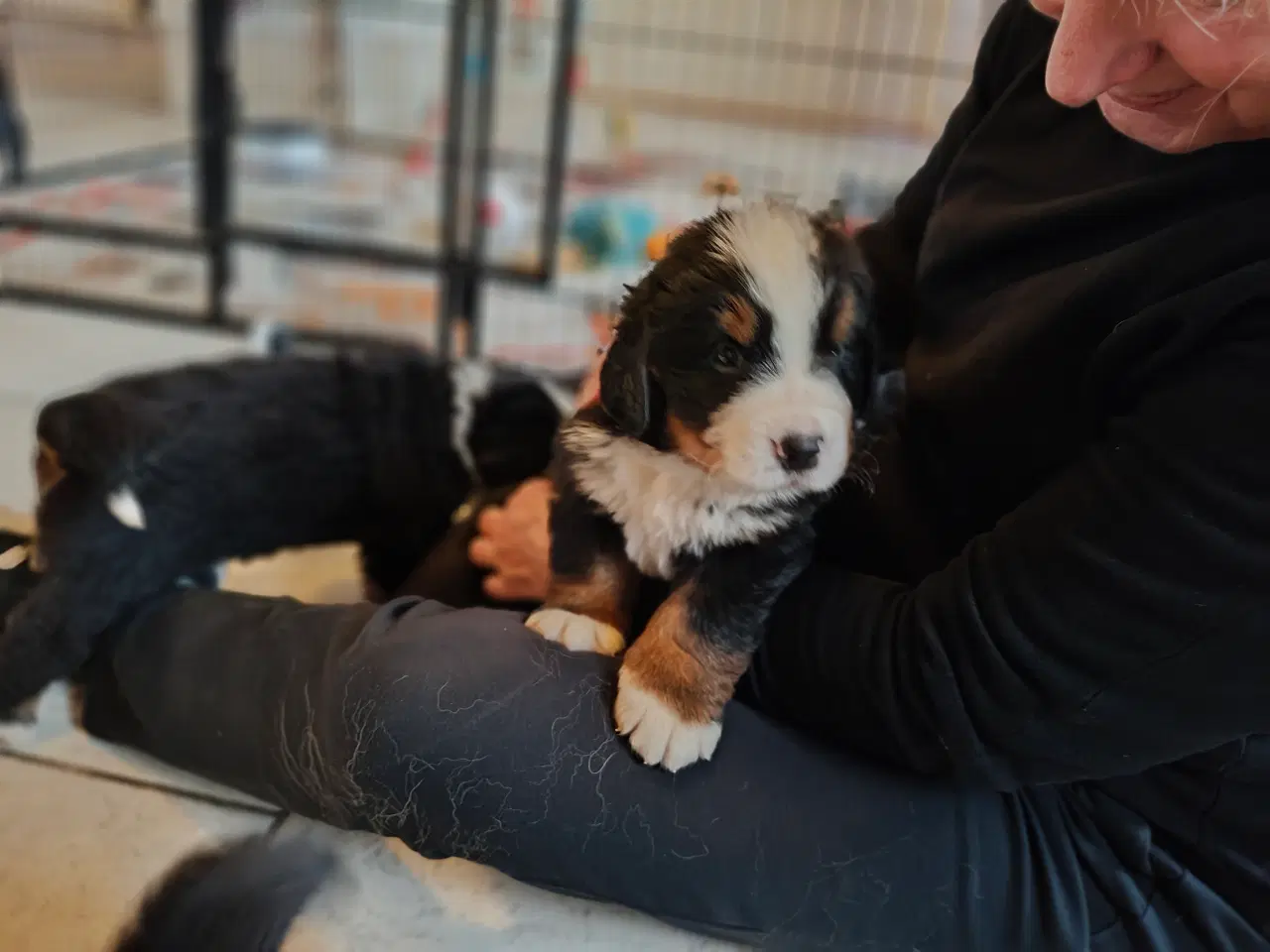 Billede 7 - Berner Sennen hanhvalp Dkk